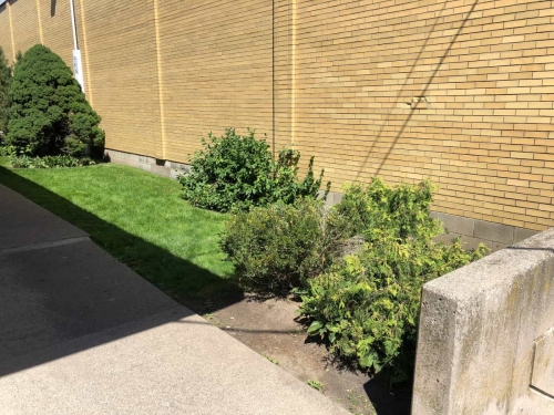 A patient's point of view if they were starting to walk down the garden alleyway from the rear of the plaza, seeing a part of the stone staircase and some bushes and grass