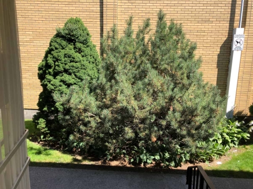 60-A patient's point of view stepping over the threshold through the opened door to the outside garden and big evergreen bushes in front of them